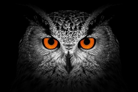 close up of an owl face