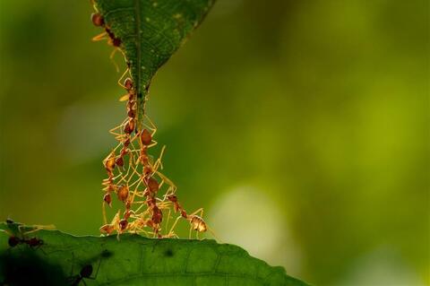 Ants collaborating