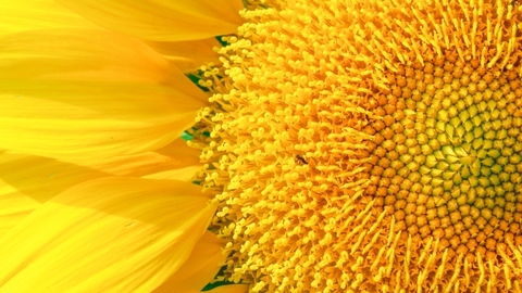 A vibrant close-up of a sunflower showcases its intricate spiral seed pattern